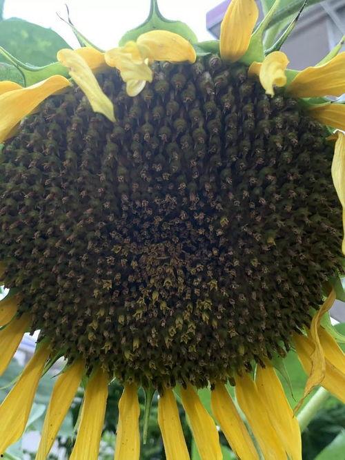 吃向日葵瓜会致癌吗视频,吃向日葵瓜子致癌真相