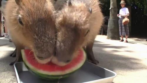 西瓜视频水豚吃瓜,西瓜视频萌态再现