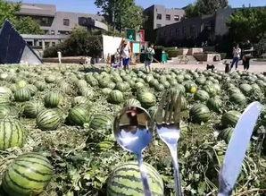 毕业吃瓜群众视频,揭秘校园幕后趣闻