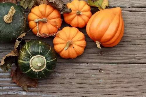 吃苗的南瓜会长瓜吗视频,见证南瓜从苗到瓜的奇妙蜕变