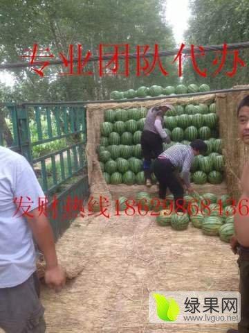 吉林公主岭吃瓜视频,一场全民参与的夏日狂欢