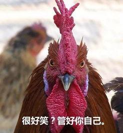 鸡吃拉瓜好不好消化呀视频,揭秘鸡的消化能力与食物选择