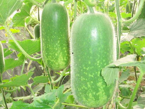 吃珍珠瓜要去皮吗视频大全,视频大全揭秘