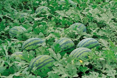 谷丰印象吃瓜视频大全,吃瓜视频大全,带你领略趣味生活瞬间