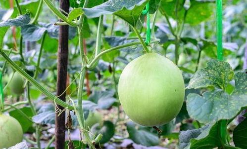 吃瓜嗓子疼的视频,揭秘嗓子不适背后的真相