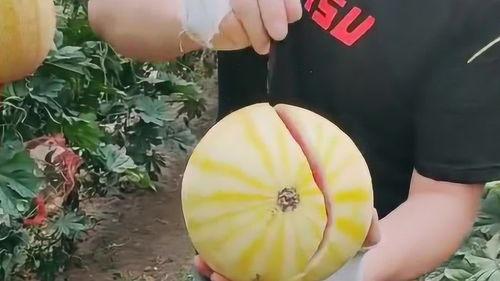 小伙吃蜜瓜视频,小伙挑战大块头,甜蜜滋味尽收眼底