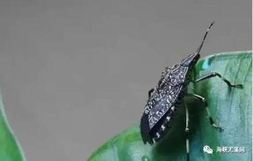 臭屁虫吃瓜视频,揭秘娱乐圈幕后趣闻