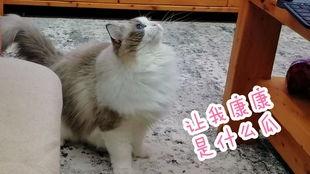 猫咪吃板栗瓜视频播放,视频播放量爆表!