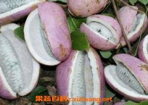 日本人也吃八月瓜吗视频,日本人是否也品尝八月瓜美味?