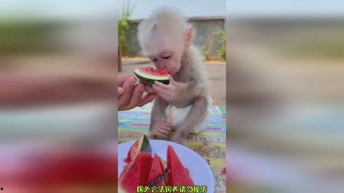 搞笑视频吃瓜像猴子,吃瓜群众化身“猴王”,瓜田笑果连连
