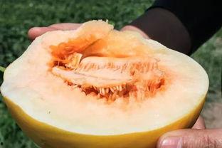 莎拉蜜瓜好吃吗怎么吃视频,视频教你轻松品尝佳肴